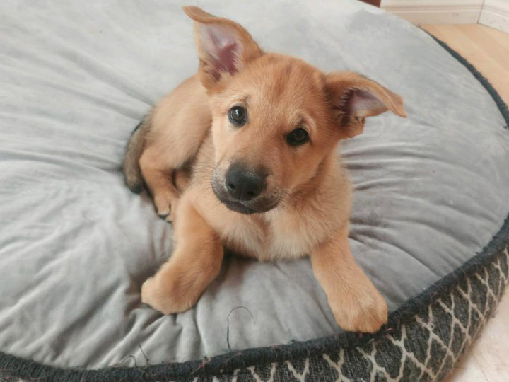 chinook puppy